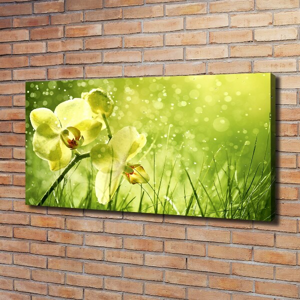 Fotobild Orchidee