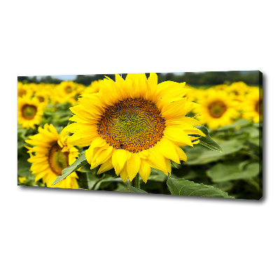 Wandbild Ein Sonnenblumenfeld