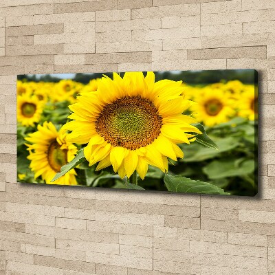 Wandbild Ein Sonnenblumenfeld