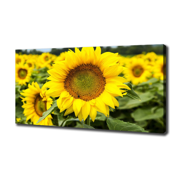 Wandbild Ein Sonnenblumenfeld
