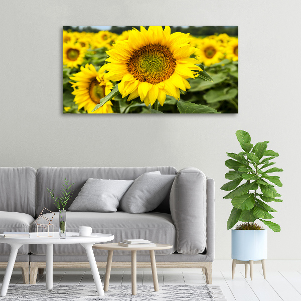 Wandbild Ein Sonnenblumenfeld