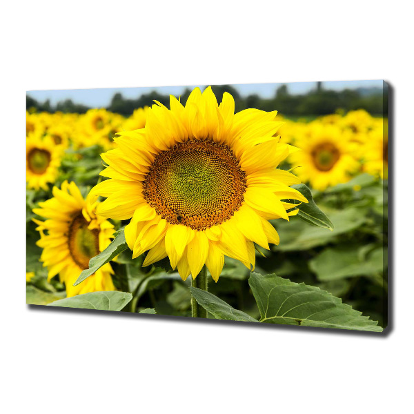 Wandbild Ein Sonnenblumenfeld