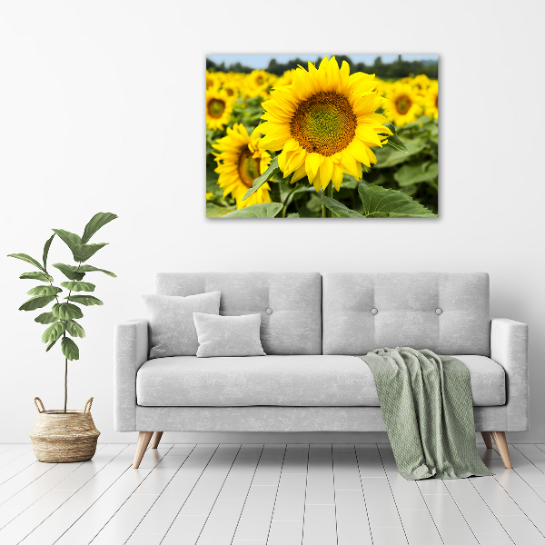 Wandbild Ein Sonnenblumenfeld