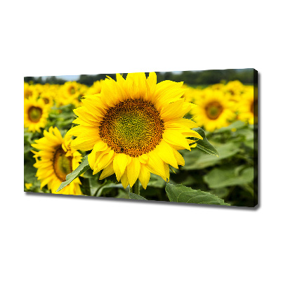 Wandbild Ein Sonnenblumenfeld