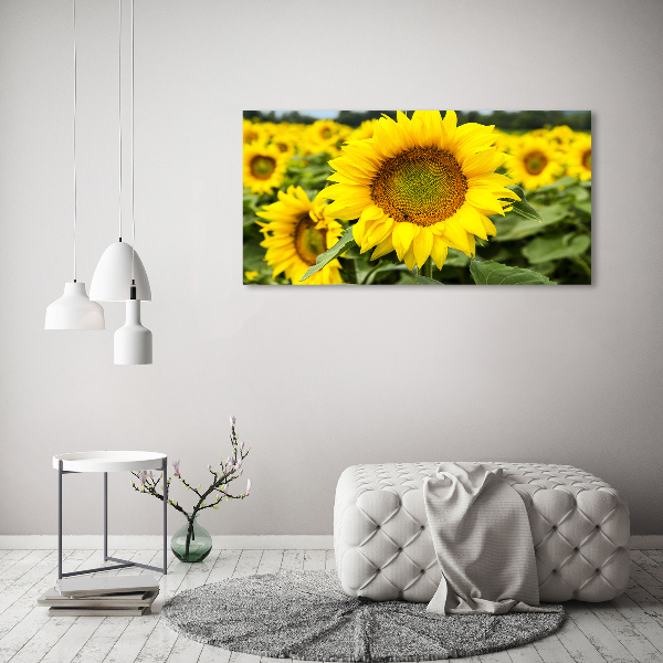 Wandbild Ein Sonnenblumenfeld