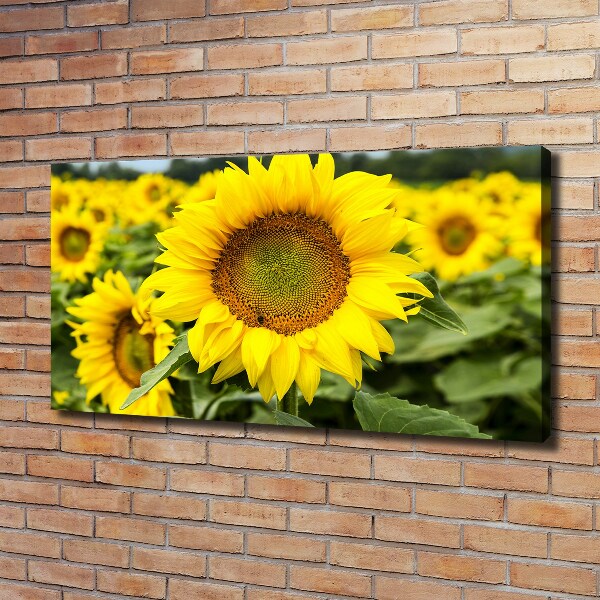 Wandbild Ein Sonnenblumenfeld