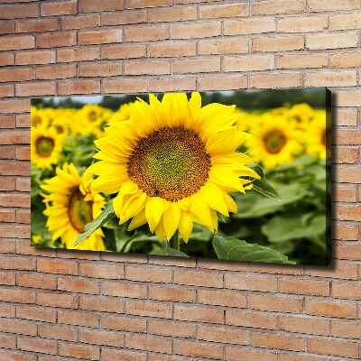 Wandbild Ein Sonnenblumenfeld