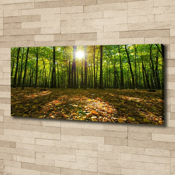 Bild auf leinwand Wald
