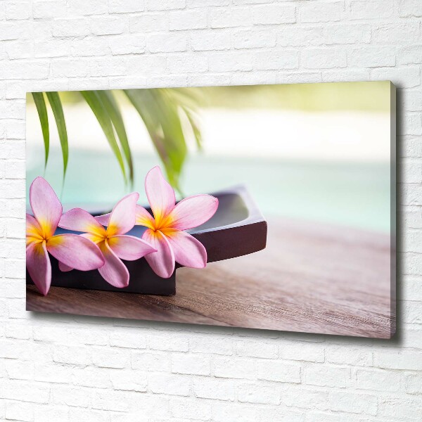 Fotobild Plumeria