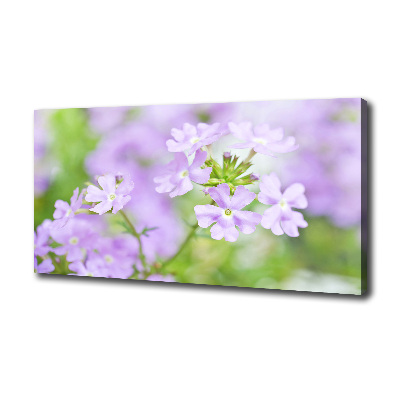 Bild auf leinwand Eisenkraut