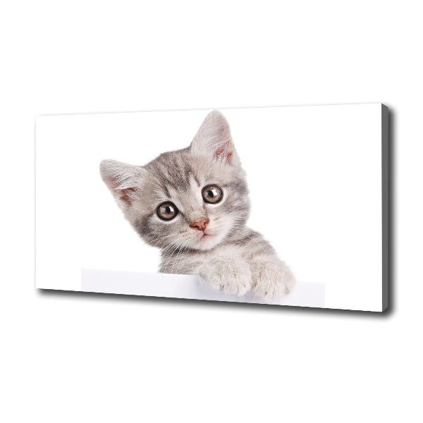 Fotobild Graue Katze