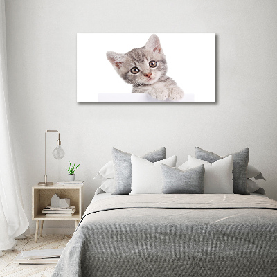 Fotobild Graue Katze