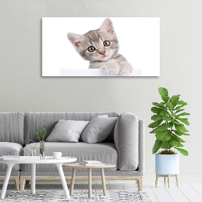 Fotobild Graue Katze