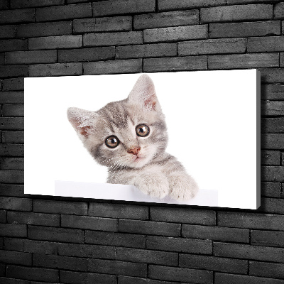 Fotobild Graue Katze