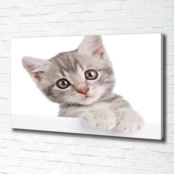 Fotobild Graue Katze