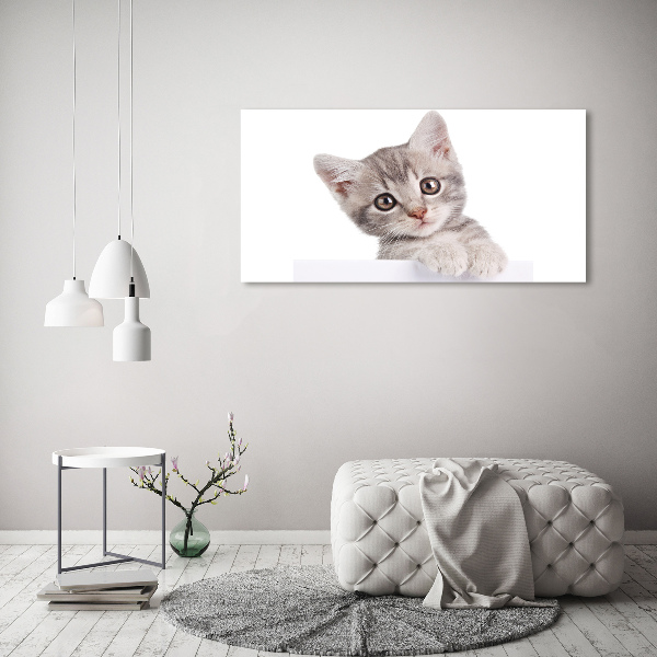 Fotobild Graue Katze