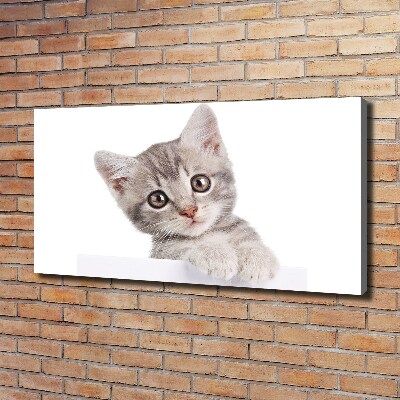 Fotobild Graue Katze