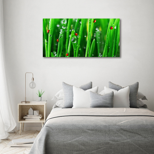 Wandbild Marienkäfer auf dem Gras