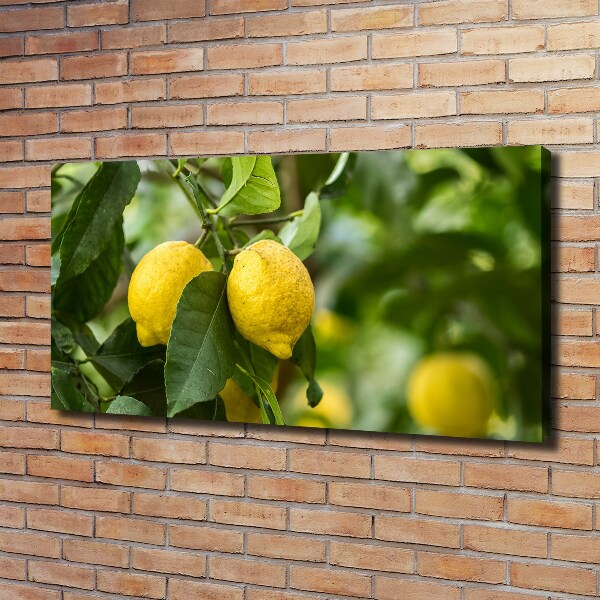 Bild auf leinwand Zitronen am Baum