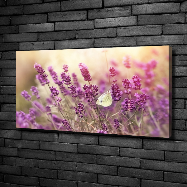 Bild auf leinwand Lavendel