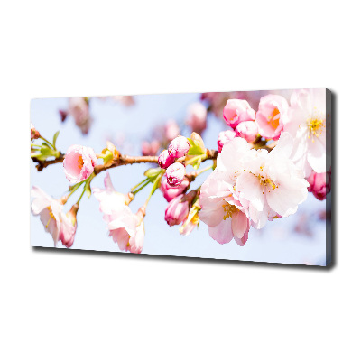 Fotobild Kirschblüten