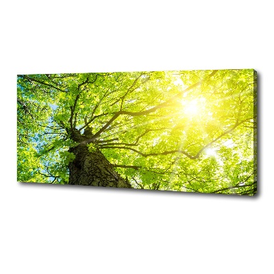 Bild auf leinwand Kastanie im Frühling