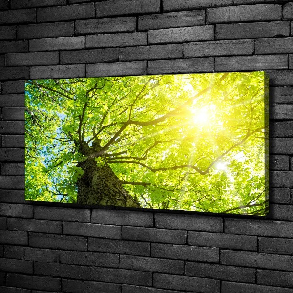 Bild auf leinwand Kastanie im Frühling