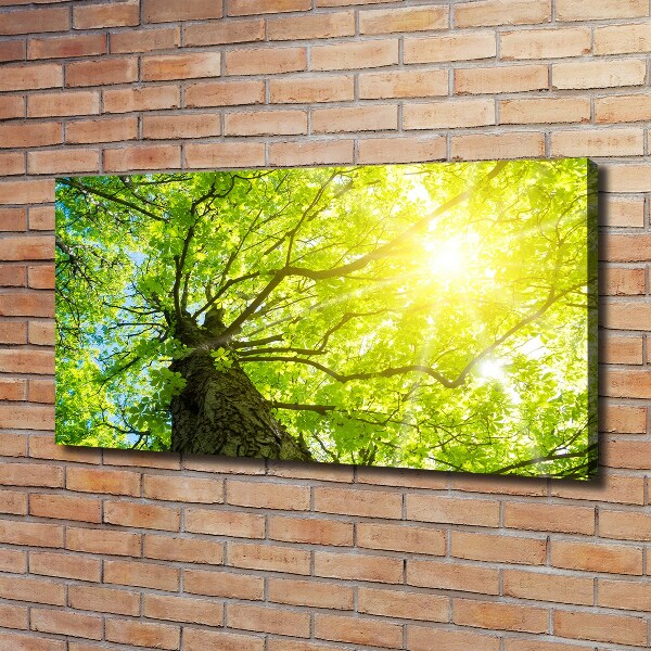 Bild auf leinwand Kastanie im Frühling