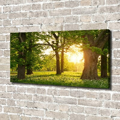 Bild auf leinwand Bäume im Park