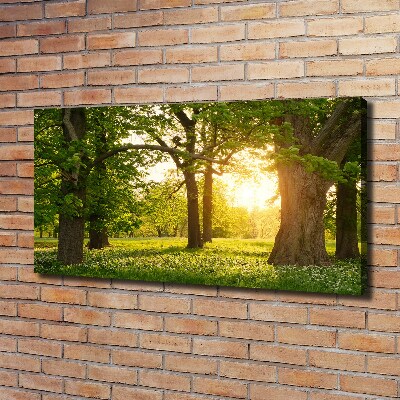 Bild auf leinwand Bäume im Park