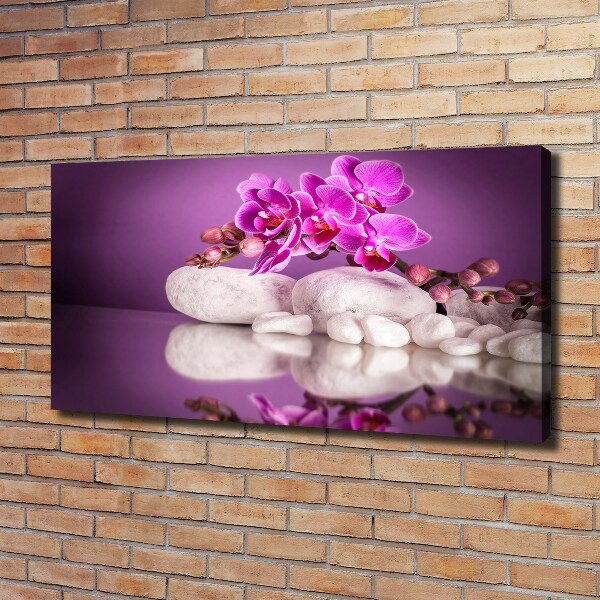 Fotobild Rosa Orchidee