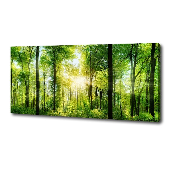 Bild auf leinwand Wald in der Sonne