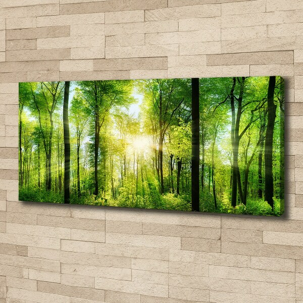 Bild auf leinwand Wald in der Sonne