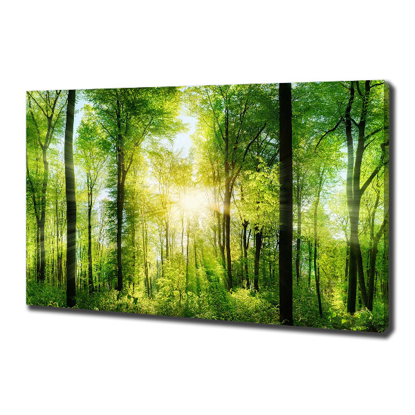 Bild auf leinwand Wald in der Sonne
