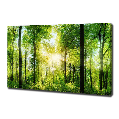 Bild auf leinwand Wald in der Sonne