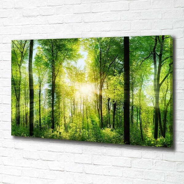 Bild auf leinwand Wald in der Sonne
