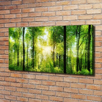 Bild auf leinwand Wald in der Sonne