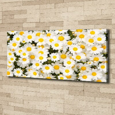 Bild auf leinwand Gänseblümchen