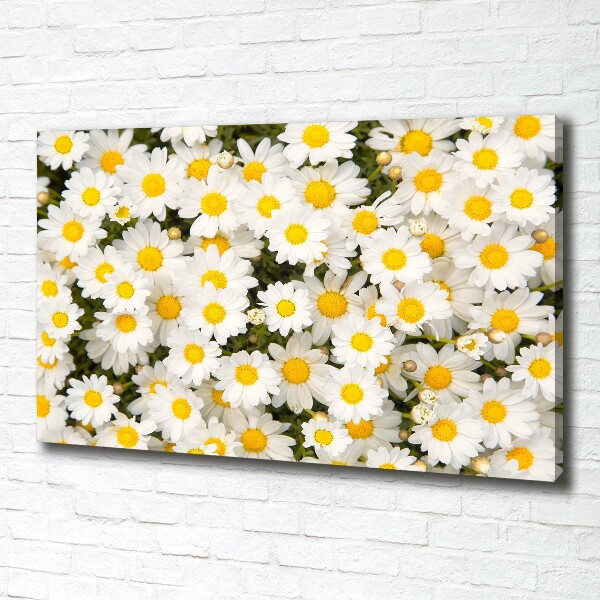Bild auf leinwand Gänseblümchen
