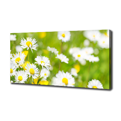 Bild auf leinwand Gänseblümchen