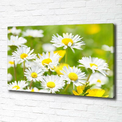 Wandbild Gänseblümchen