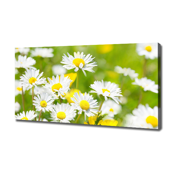 Wandbild Gänseblümchen