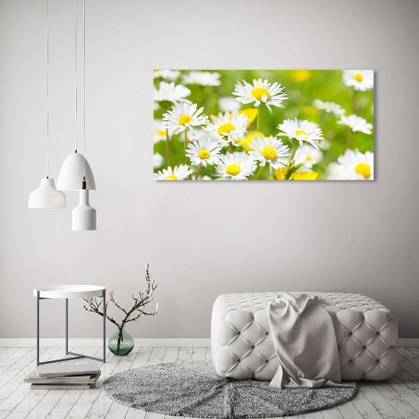 Wandbild Gänseblümchen
