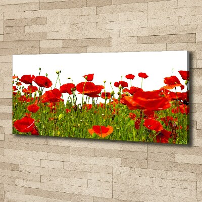 Bild auf leinwand Feldmohn