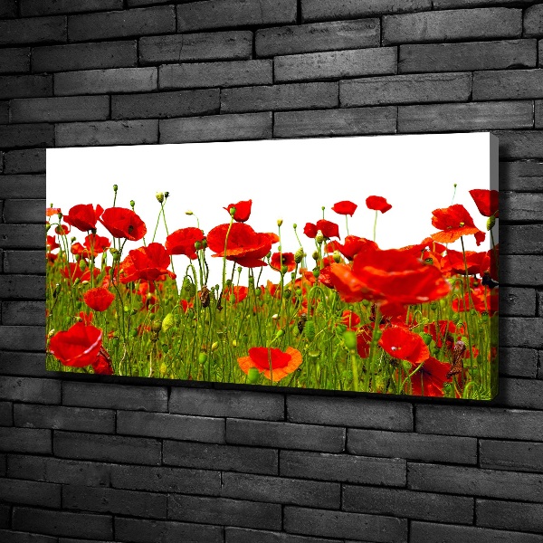 Bild auf leinwand Feldmohn