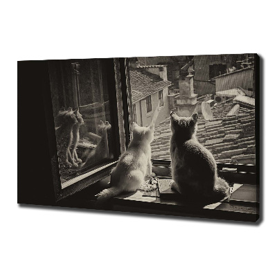 Fotobild Katzen am Fenster