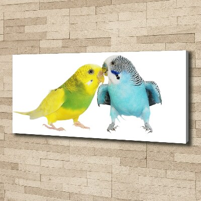 Bild auf leinwand Wellensittiche
