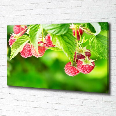 Fotobild Himbeeren im Garten