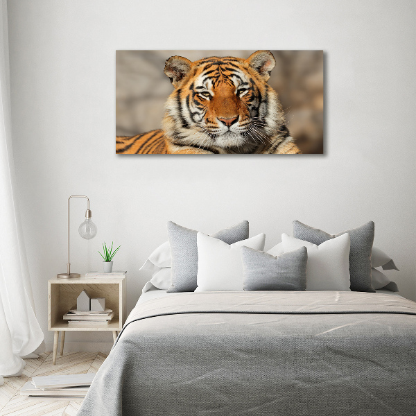 Fotobild Bengal-Tiger