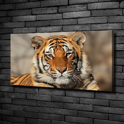 Fotobild Bengal-Tiger